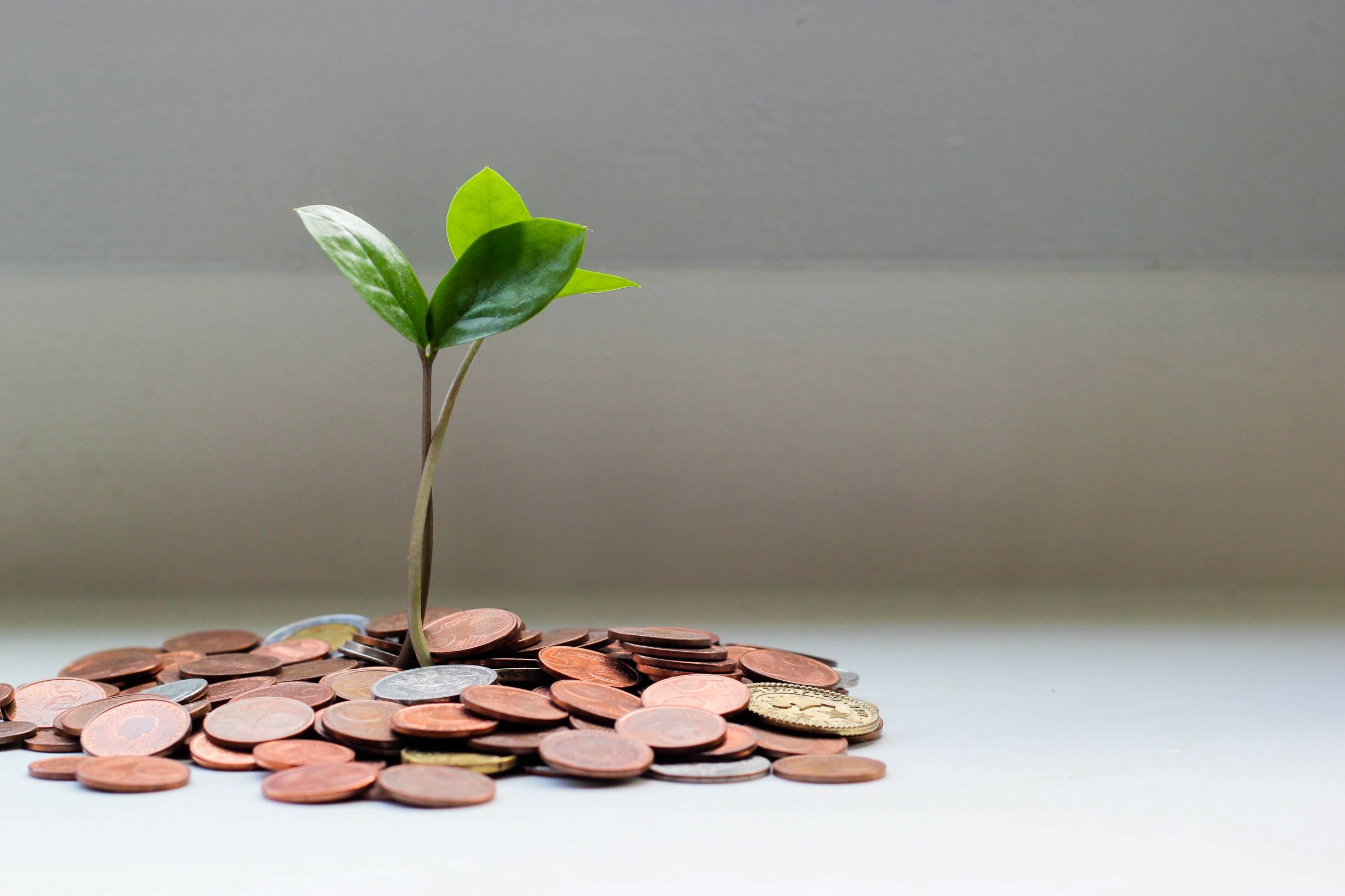 2020 Regional and Small Publishers Innovation Fund recipients