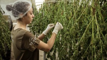 Australia’s first legal cannabis industry B2B platform