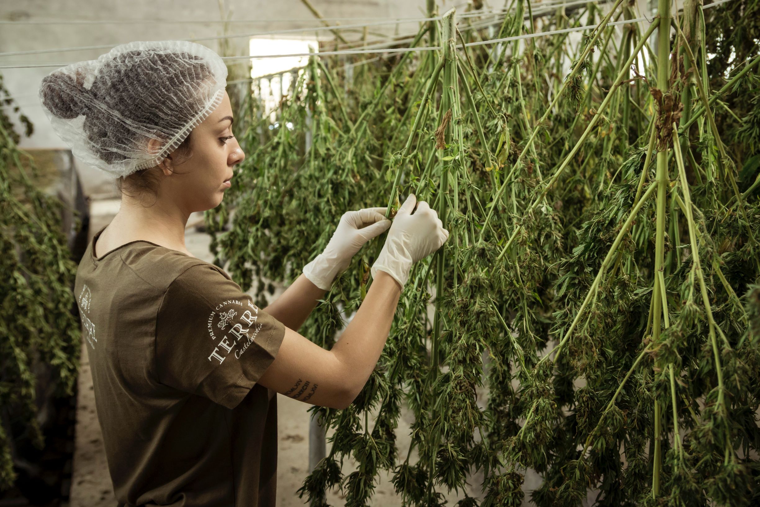 Australia’s first legal cannabis industry B2B platform